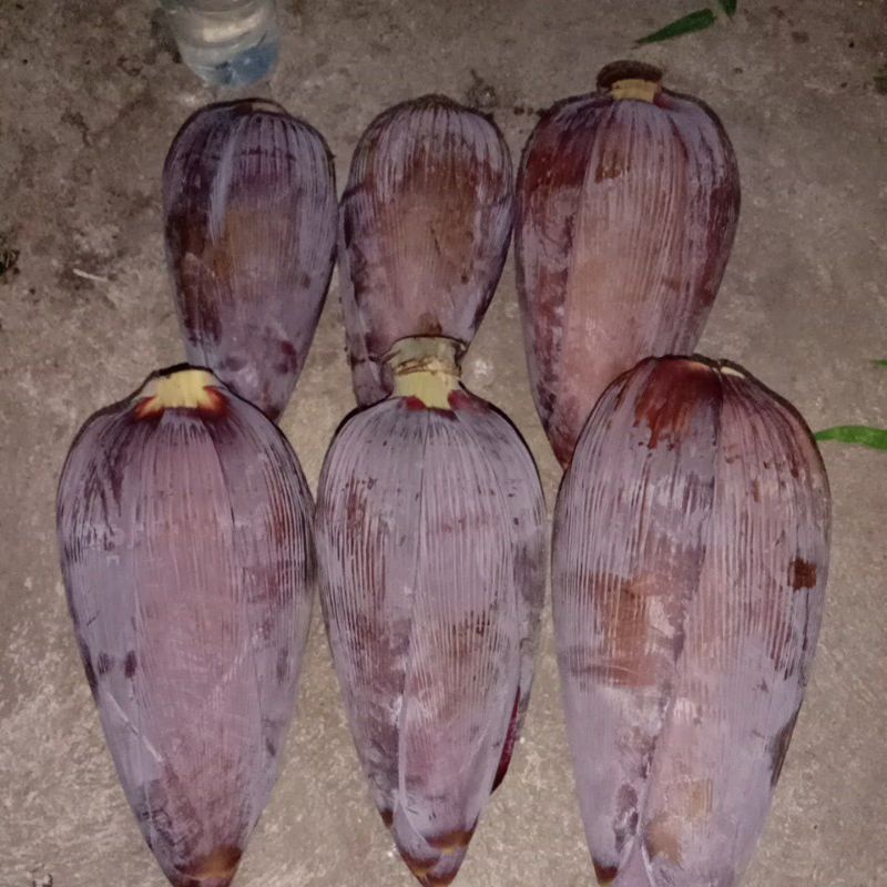 

Jantung Pisang Kepok Segar Berbagai Ukuran