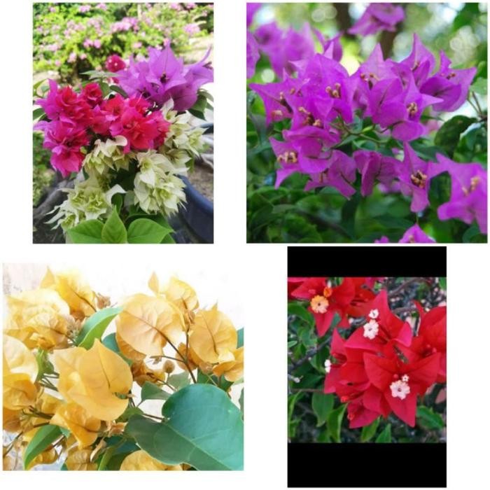 PROMOBIBIT BOUGENVILLE STEK BATANG//STEK BOUGENVILLE VARIAN WARNA - Rainbow