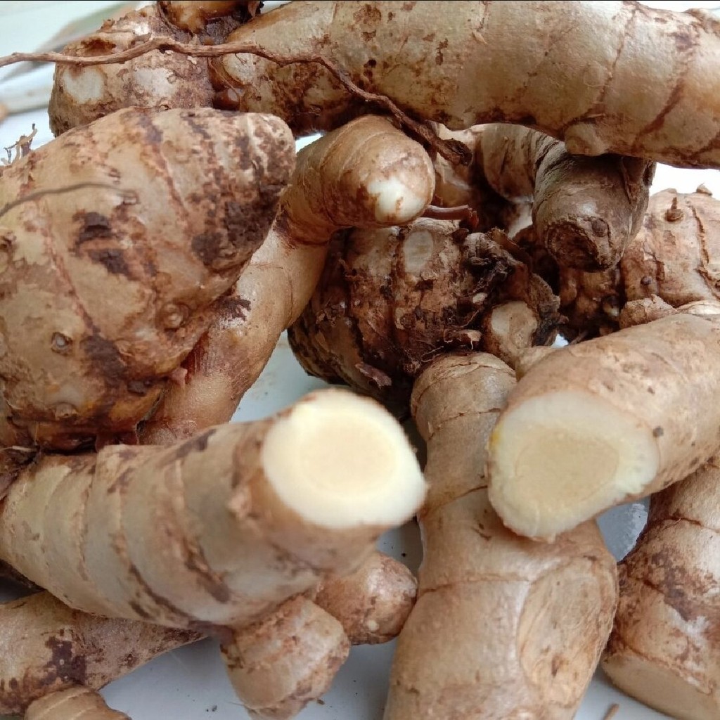 

Cuci bersih Kunyit putih segar 1 kg