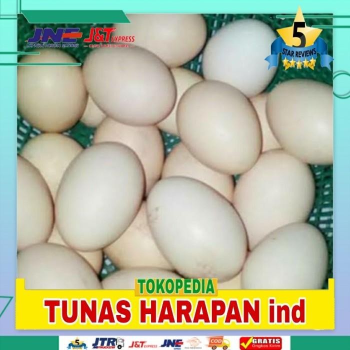 

telur ayam kampung fertil bisa ditetaskan