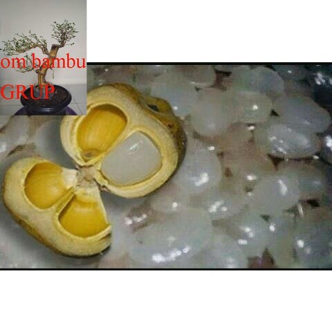 

500 g Kolang Kaling segar muda fresh