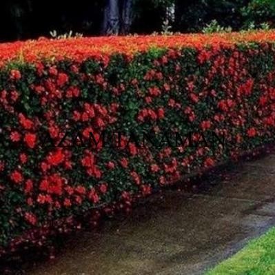 pohon asoka tanaman pagar hidup