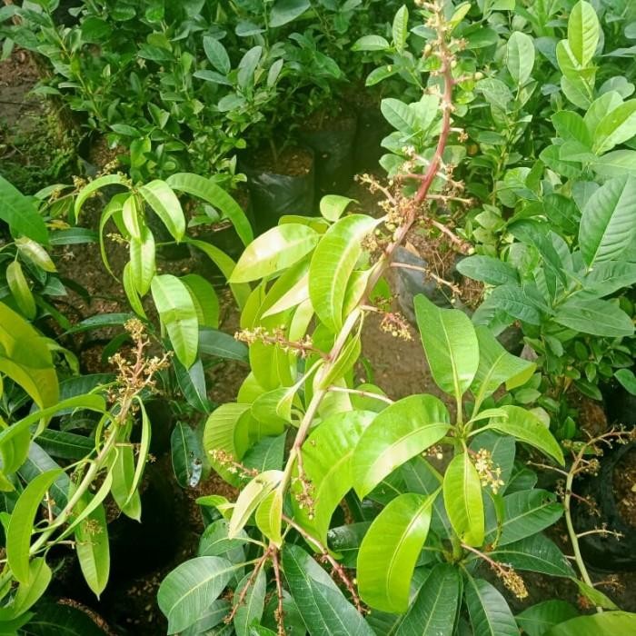 TANAMAN BUAH MANGGA SUDAH BERBUNGA JENIS KIOJAY,CHOKANAN,HARUM MANIS Bibit Tanaman Super Unggul CV G