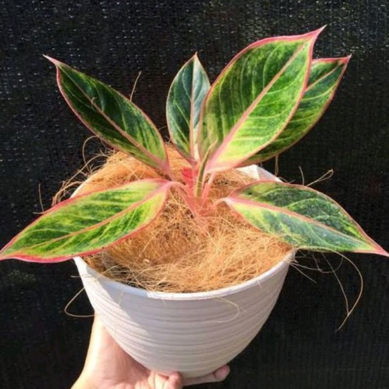 PROMO Tanaman Hias Aglonema Lipstik Pink Bunga Hias Aglonema Lipstik Pink / Tanaman Hidup Aglaonema 