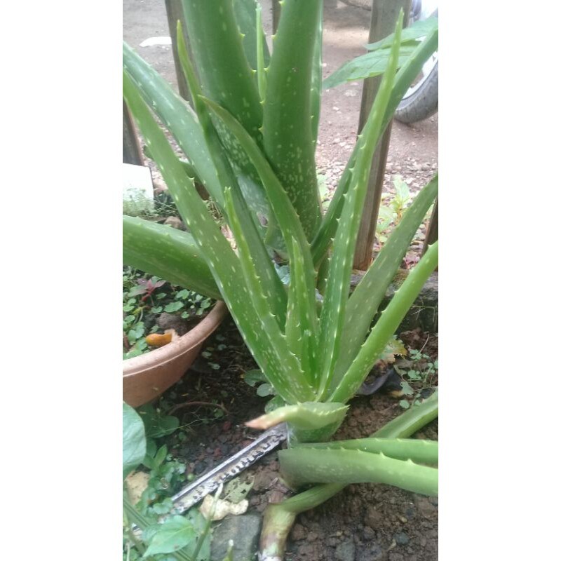 Lidah Buaya Jumbo, Lidah Buaya Tanaman Jumbo, Lidah Buaya Tanaman Pot, Lidah Buaya Tanaman Hias