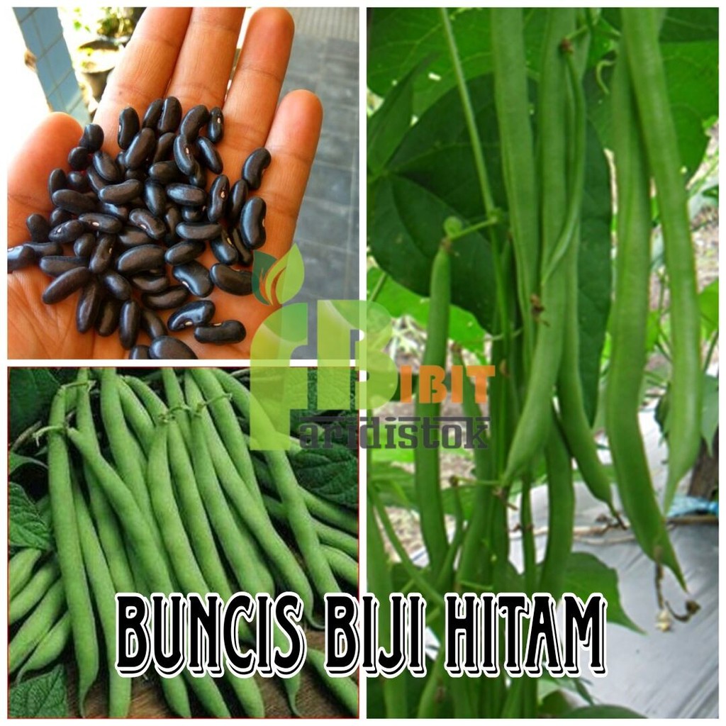 20 biji benih buncis biji hitam