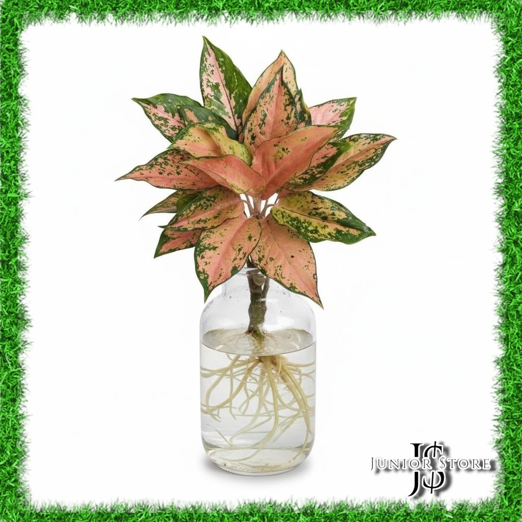 Bibit Bonggol Akar Tanaman Hias Aglonema Tembaga Greg