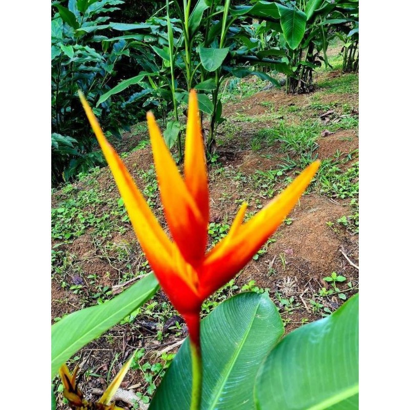 TANAMAN HIAS HELICONIA GOLDEN THAII (Golden Torch)