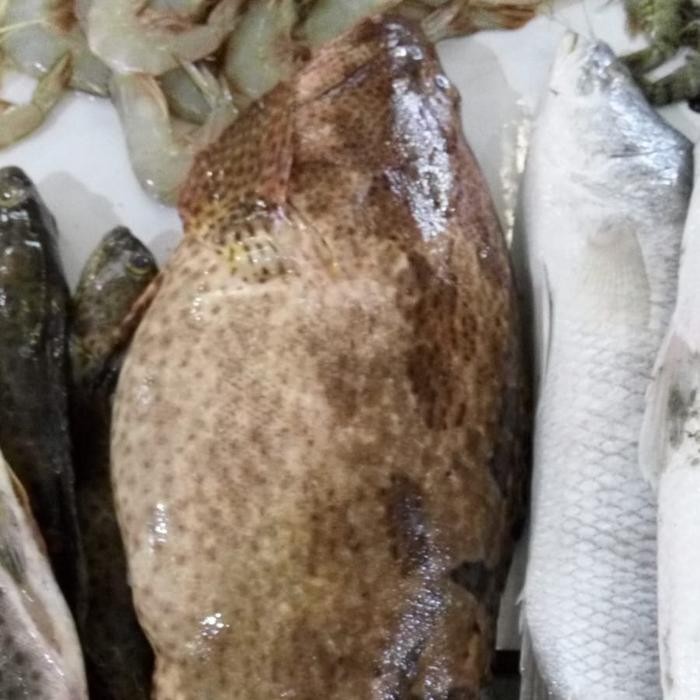 Ikan Kerapu Lumpur 1 kg