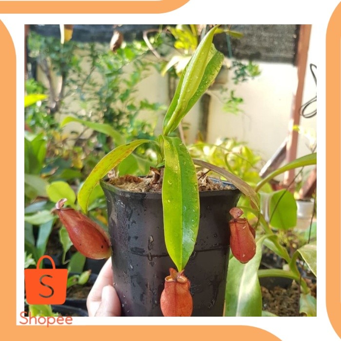 Tanaman Kantong Semar  - nepenthes