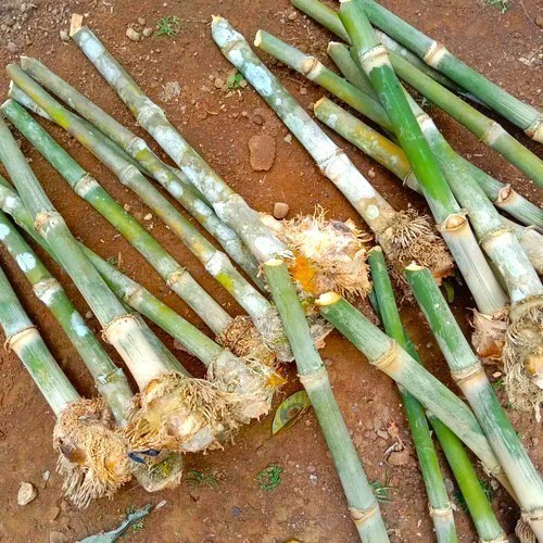 bibit bambu petung jumbo asli siap tanam