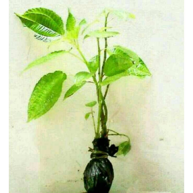 bibit daun poh-pohan .