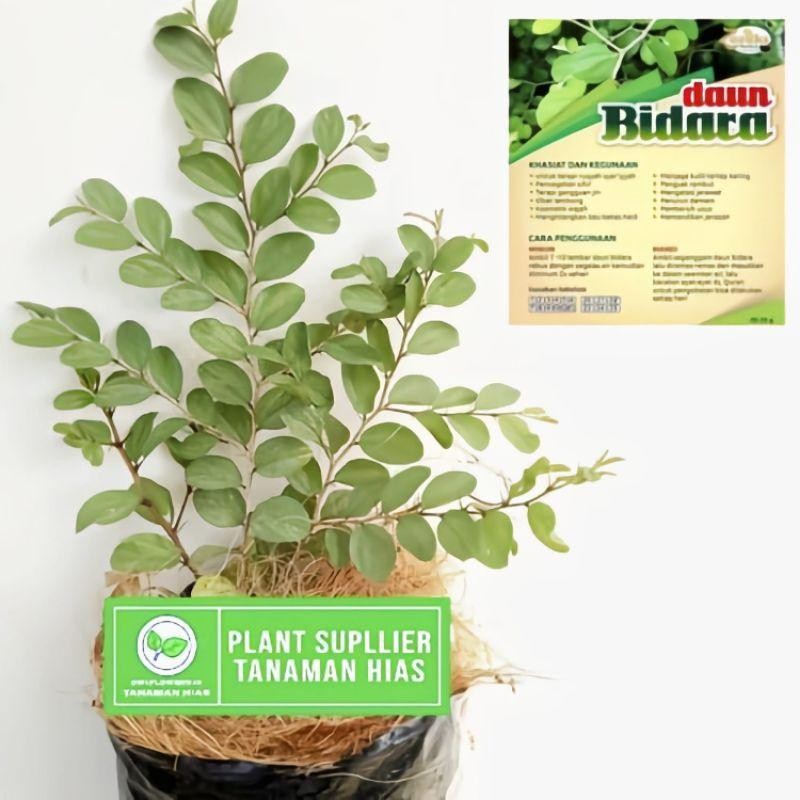 (BISA COD) TERMURAH Tanaman Bidara Arab Asli Tinggi 35-45'Cm Pohon Bidara Arab / Tanaman Bidara Berk