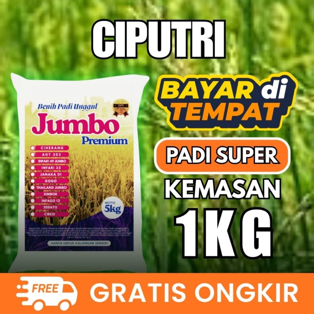 Bibit Padi Unggul Ciputri 1Kg Berkualitas