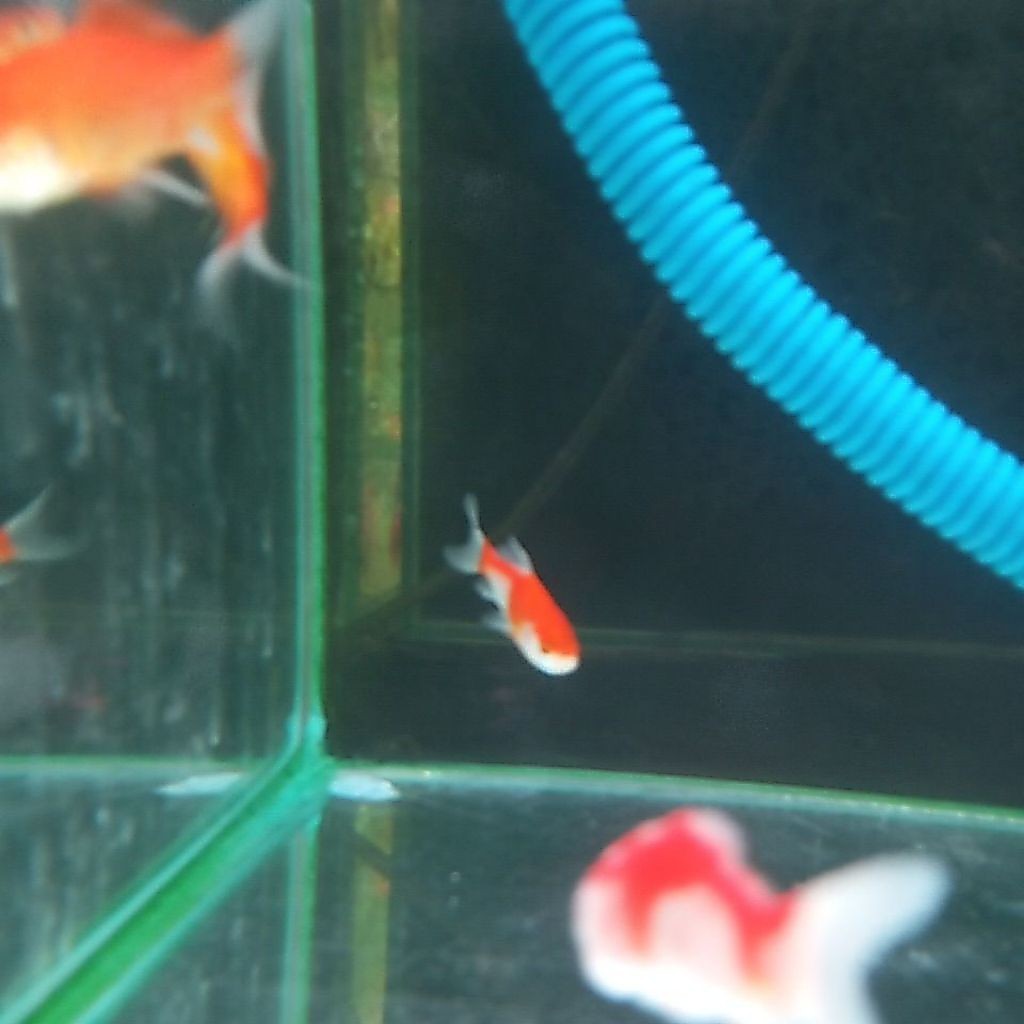 Ikan Hias Komet