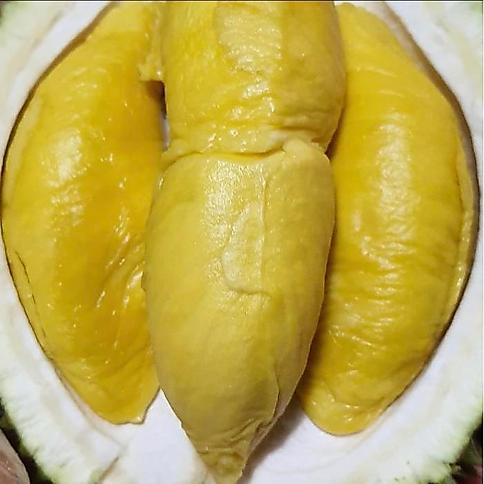 durian Musangking utuh malaysia (berikut kulit) garansi