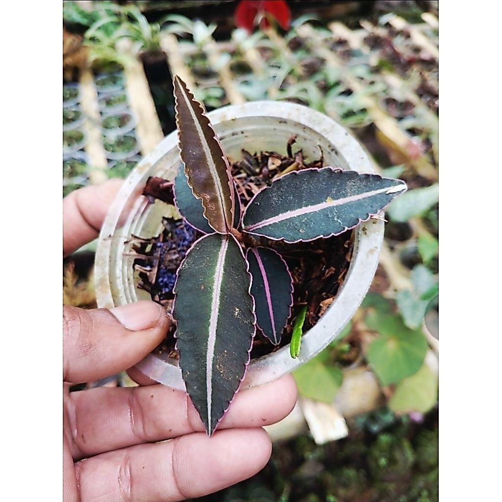 Ardisia sp. "Pink Line"