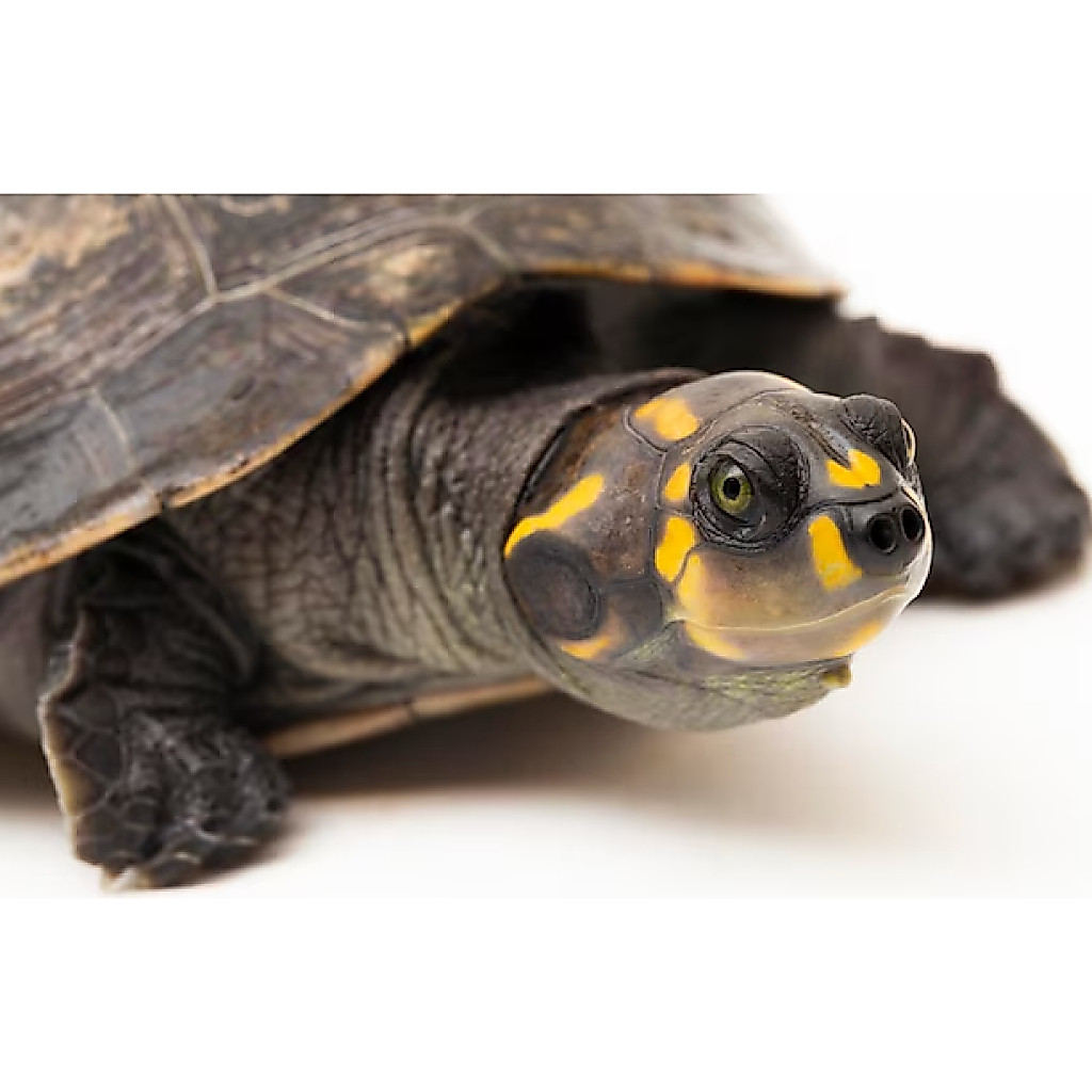 Unifilis Turtle - Yellow Spotted Clown Amazone bukan tortoise kura air darat