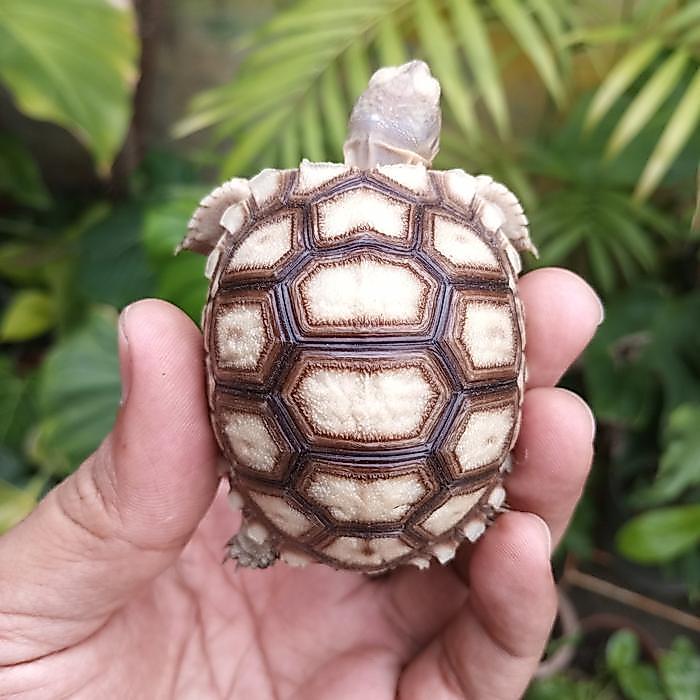 Ready Terlaris Sulcata Baby Kondisi Sehat Dan Mulus Promo Murah