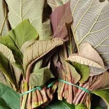 

daun jati segar murah