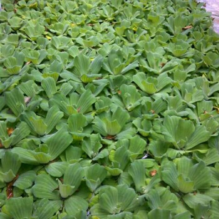 

tanaman apu apu besar