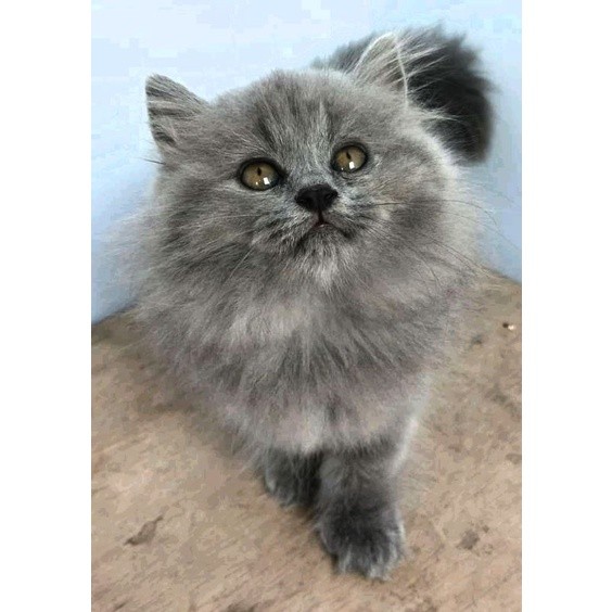 (RAS FLATNOSE BULU BLUE SOLID)KUCING PERSIA MEDIUM BLUE SOLID ABU SOLID BULU KAPAS PANJANG