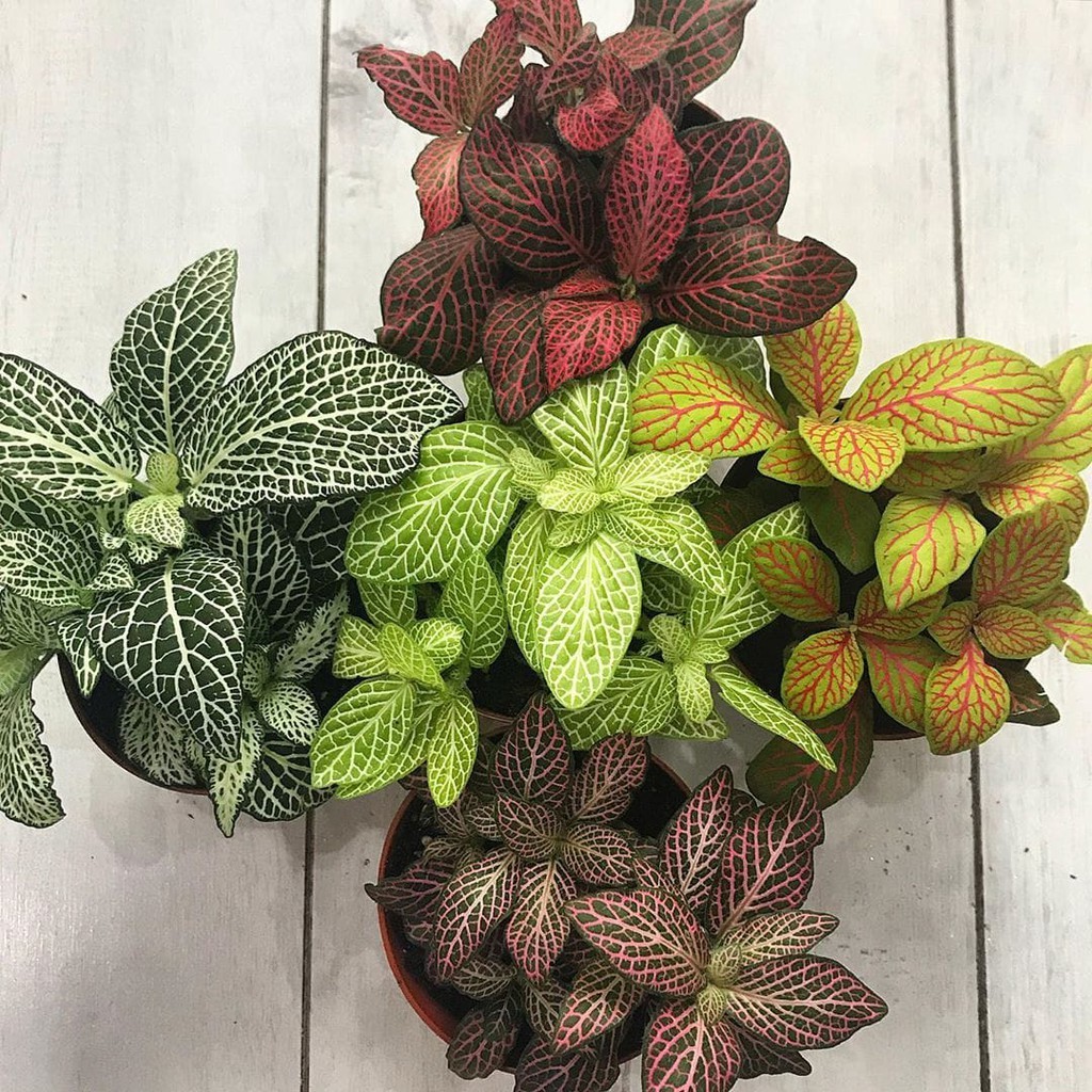 Tanaman Hias Hidup Bunga FITTONIA - Tanaman Daun Fittonia - Bunga Fitonia