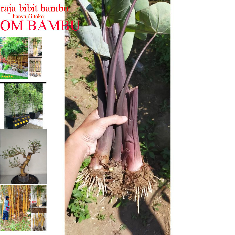 BIBIT TALAS BENTUL UNGU ISI 10 BATANG
