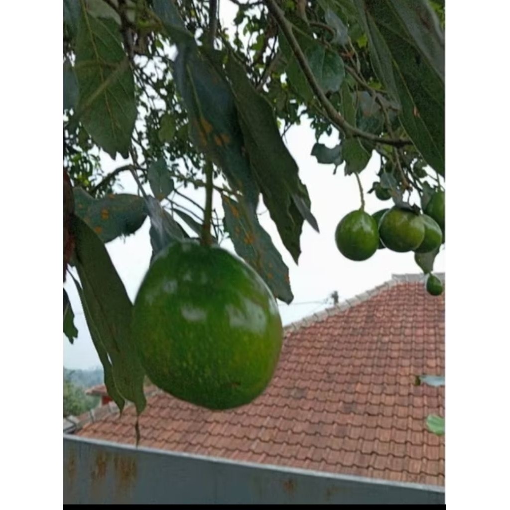 

alpukat mentega segar mentah 1,KG