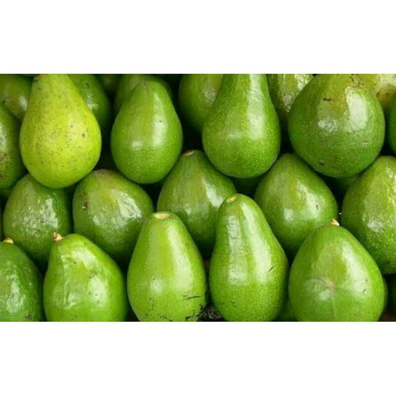  buah alpukat mentega 1kg 