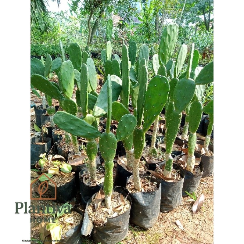 TANAMAN KAKTUS MINI UKURAN 40CM - 80CM - POHON KAKTUS MINI BERCABANG