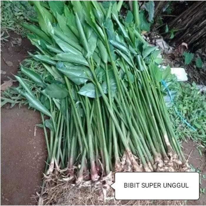 Bibit Kapulaga Hibrida / Bibit Kapulaga Hijau / Bibit Kapulaga Super Unggul