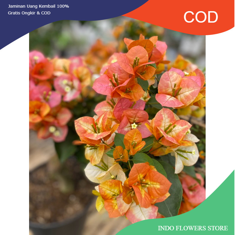 Bougenville GOLDEN SUNSHINE