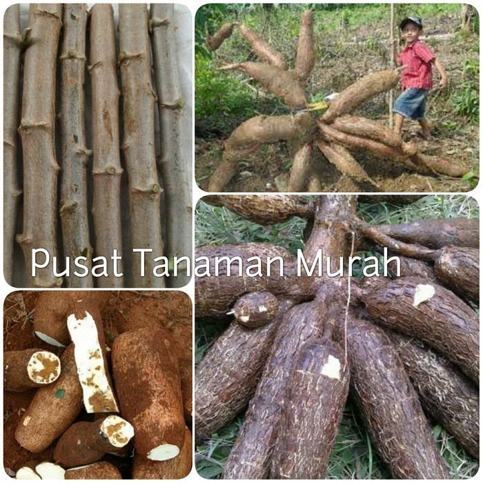 TILASSALAM  Bibit Singkong Gajah Super 12 Batang 1kg