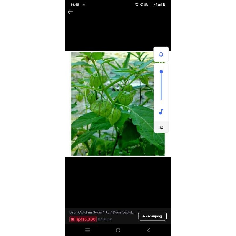 Daun ciplukan segar 1kg/Daun Ciplukan/Daun buah ciplukan 1kg