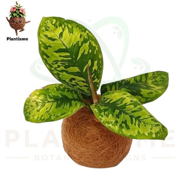 Kokedama – Homalomena Army Schismatoglottis Wallichii Tanaman Hias Daun Corak Loreng Tropis Indoor