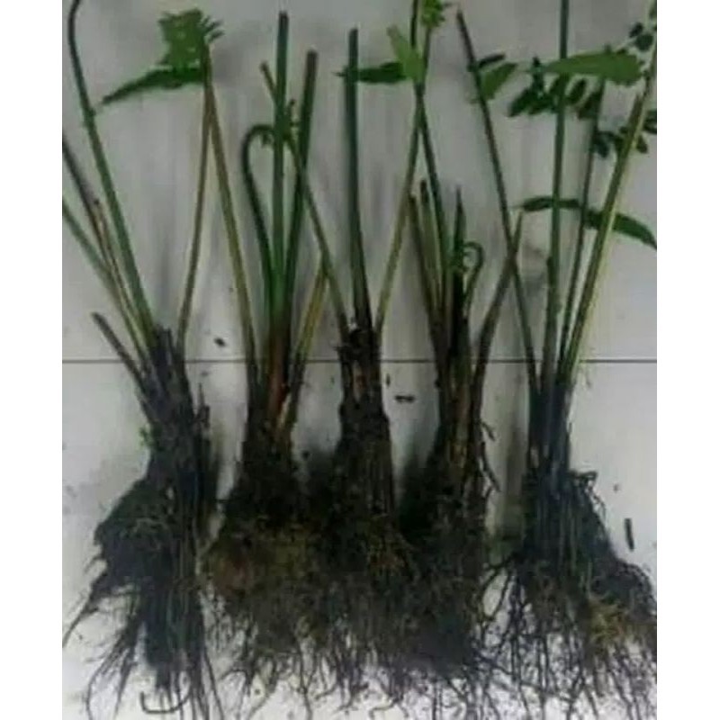 BIBIT PAKIS SAYUR TANAMAN PAKIS PUCUK PAKIS TANAMAN HIAS