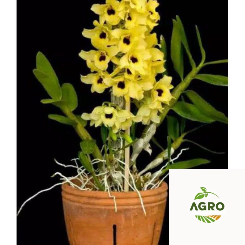 anggrek sedlling dendrobium nobile