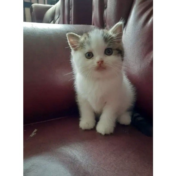 KUCING KITTEN BSH BICOLOUR MOTIF LOVE || KITTEN BRITISH SHORT HAIR BICOLOUR