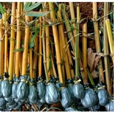 Bibit Bambu Kuning Artificial - siap kirim