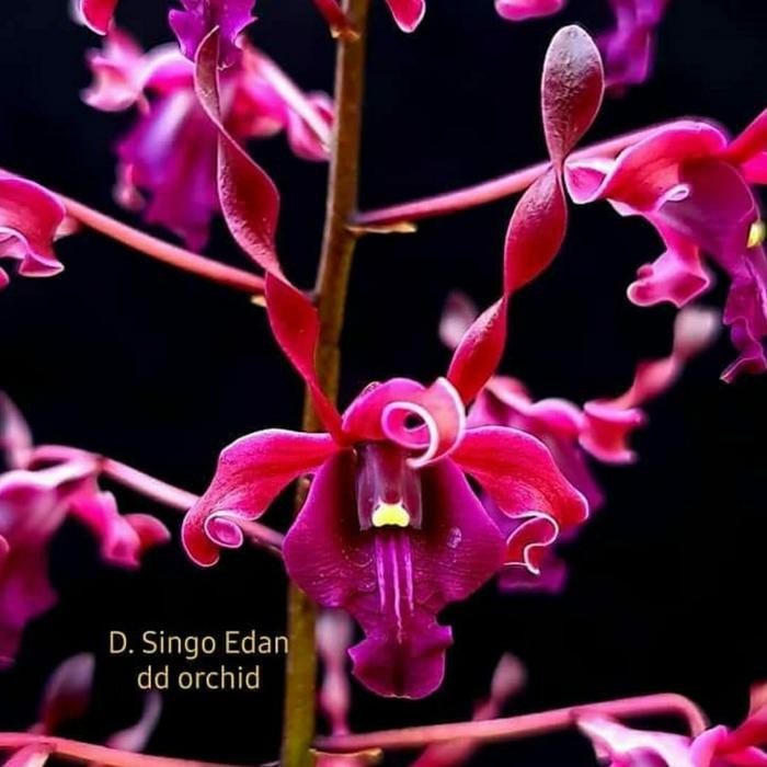 (BISA COD) Seedling Dendrobium Violaceoflavens atau Anggrek Besi - Singo Edan