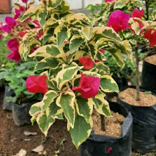 Tanaman Hias Bunga Bougenville Varigata - Bunga Bonsai Bougenville Varigata Berbunga