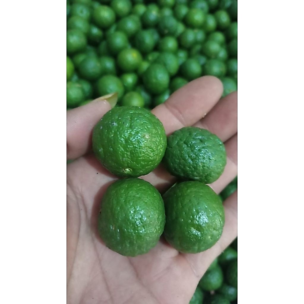 1kg jeruk limau/limo kasih catatan sedang kecil aja segar