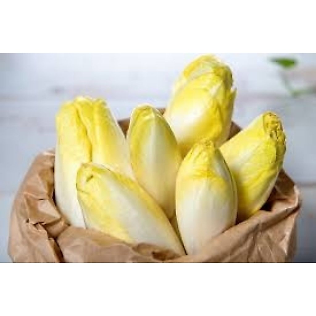 50 BUTIR BIJI/BENIH ENDIVE BELGIAN