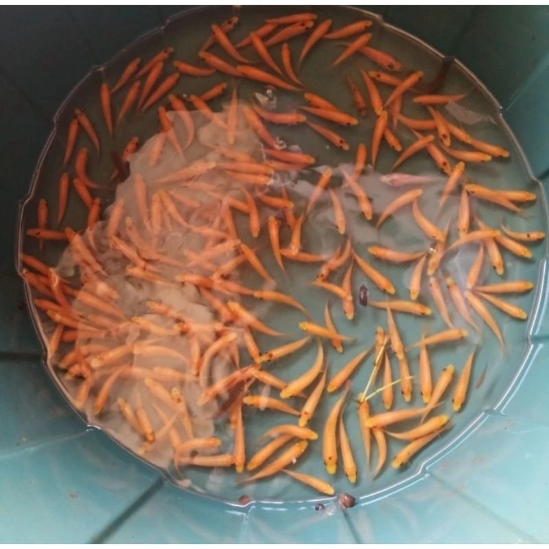 Ikan Terapi Kaki Ikan Hiasan Kolam Aquarium Nilem Lemon Ikan Garra Ruffa