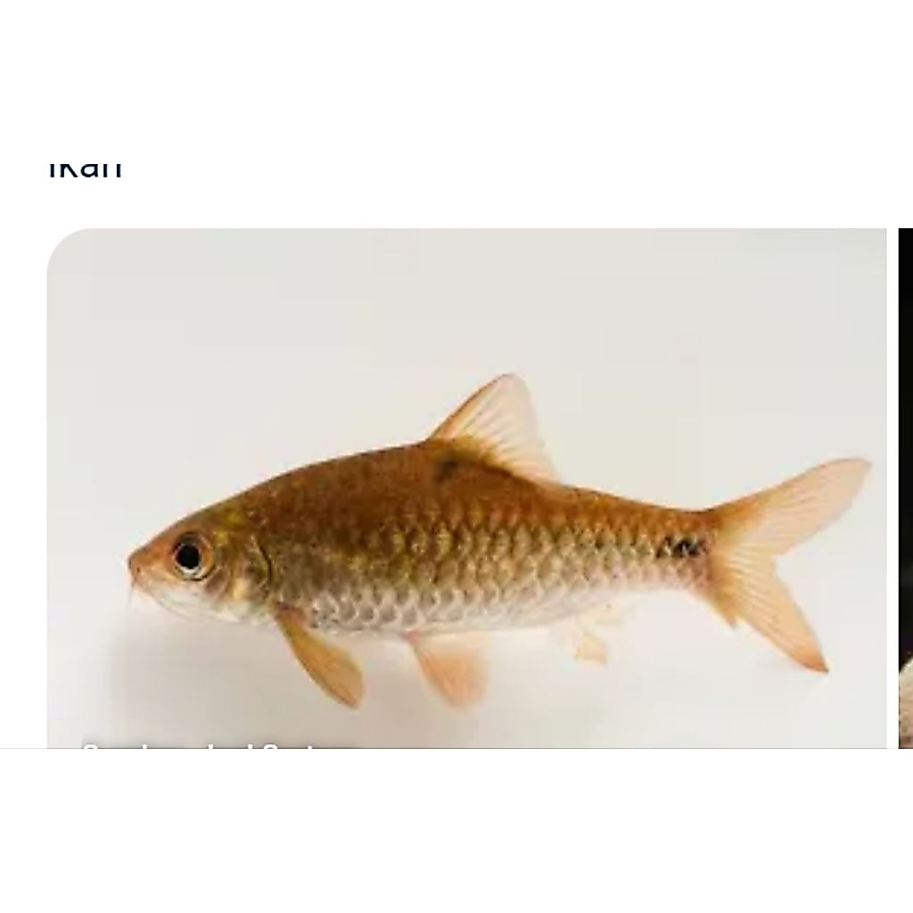 hiasan aquarium ikan wader 10pcs aquascape