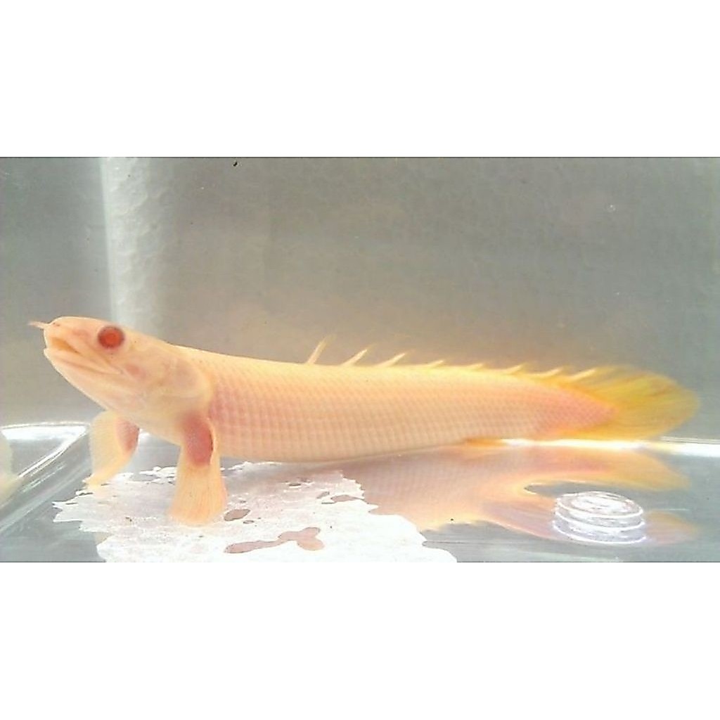HIASAN-SENEGALUS ALBINO/PALMAS ALBINO/HIASAN AQUARIUM-paket isi 5 ekor