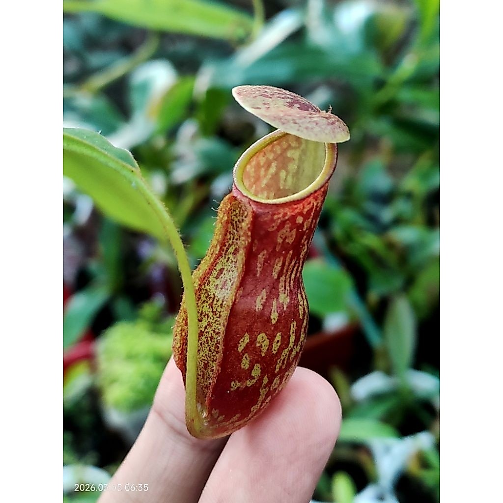 nepenthes hybrid