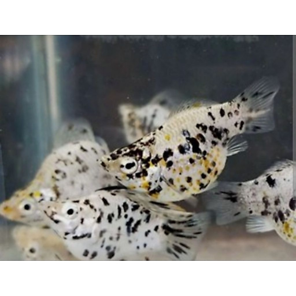 Aksesoris Aquarium Molly Marble Female Betina Hiasan Aquarium |Ikan Hias Bozz Louhan|