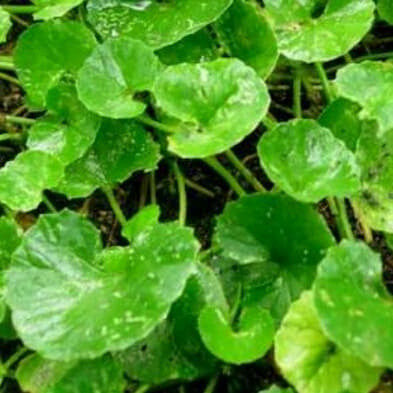 

Daun pegagang atau antanan 500gram